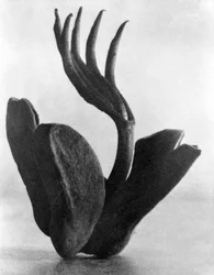 Flor de Manita, Mexico, 1925